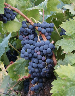Thezan is surrounded by vinyards